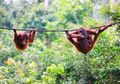 Cagar Alam Jantho Menjadi Rumah Baru Bagi Orangutan Sumatera