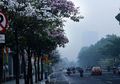 Kota Surabaya Makin Romantis Dihiasi Bunga Tabebuya Bak Sakura di Jepang!