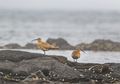 Populasi Burung Pantai Semakin Berkurang, Apakah Manusia Penyebabnya?