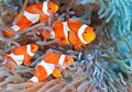Alasan di Balik Tiga Garis yang Dimiliki Nemo Si Ikan Badut