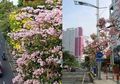Bunga Sakura Ala Surabaya Ini Bisa Jadi Tanaman Hias di Rumah, Lho!