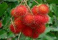 Selain Buahnya, Biji dan Kulit Rambutan Miliki Khasiat Luar Biasa untuk Obat hingga Kecantikan