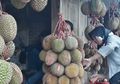 Saatnya Pesta Durian: Musim Panen Durian Telah Tiba, Harga Mulai Rp 15 Ribu Saja lho!