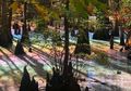 Muncul Rawa Pelangi yang Keindahannya Seperti Hologram, Bagaimana Penjelasannya?