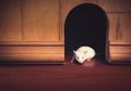 Percayakah Anda Bahwa Manusia 'Memelihara' Tikus 15.000 Tahun Lalu?