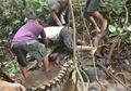 (Video) Warga Geger Berusaha Tangkap Ular Piton 8 Meter yang Melilit Kaki Seorang Pria!