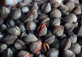 Tips Membersihkan Kerang Dari Pasir, Mudah Ditiru dan Dipraktekan