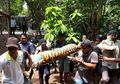 Sebelum Berhasil Diamankan, 2 Harimau Lepas di Bonbin Mangkang Semarang Sembunyi di Gorong-Gorong Jembatan
