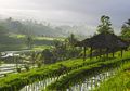 Hijaunya Ubud yang Menenteramkan Tubuh dan Jiwa