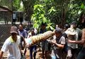 Kronologi Diringkusnya 2 Harimau yang Lepas di Bonbin Semarang, Petugas Sampai Kelimpungan Menangkapnya