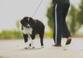 Kasihan, Seekor Anjing Makan Makan Kakinya Sendiri Setelah Dibiarkan Kelaparan Sang Pemilik