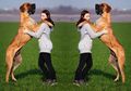 Sedih, Seekor Anjing yang Tewas Karena Melawan Ular Piton Sepanjang 6 Meter Demi Lindungi Majikannya