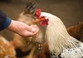 Pakar Sebut Pelihara Ayam di Rumah Sama Saja dengan 'Memelihara' Bom Waktu Mematikan, Kok Bisa?