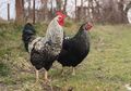 Wah, Memelihara Ayam di Rumah Ternyata Sama Saja dengan 'Memelihara' Bom Waktu dengan Kekuatan Mematikan, Simak Selengkapnya!