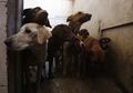 Gara-gara Beri Makan Anjing Jalanan, Wanita Ini 'Diseret' ke Pengadilan dan Terancam Penjara