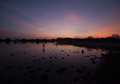 Elegi Hutan Mangrove tentang Retaknya Hubungan Manusia dan Alam