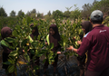 Laboratorium Alam Karongsong, Pusat Belajar dan Budidaya Mangrove