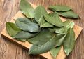 Bikin Aroma Masakan Makin Lezat, Begini Tips Memilih Daun Salam yang Tepat