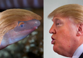 Dianggap Mirip, Nama Donald Trump Diambil untuk Amfibi Buta ini