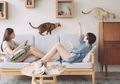 10 Furnitur Modern yang Bisa Buat Kucingmu Nyaman Bermain di Rumah