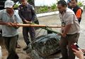 Penyu Raksasa Kini Dilepasliarkan ke Habitatnya Setelah Terdampar Akibat Tsunami Banten