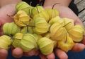 Pantas Kini Harganya Selangit, Ceplukan Ternyata Punya Khasiat Sembuhkan Berbagai Penyakit Berbahaya Ini, Begini Cara Mengolahnya Menjadi Obat