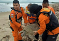 Selamatkan Penyu yang Terdampar Saat Tsunami Selat Sunda, Tim SAR: Semua Nyawa Berharga