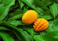 Tak Hanya Buahnya, Daun Mangga Punya Manfaat yang Tak Terduga, Salah Satunya Mengobati Diabetes