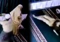 Lapar dan Ingin Beli Nasi Bungkus, Juhairi Pukul Mahasiswi di Samarinda Saat Salat di Masjid