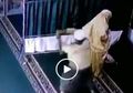Pelakunya Terungkap, Inilah 4 Fakta Kasus Wanita yang Dipukul Pakai Balok Kayu Saat Salat
