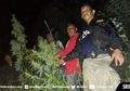 Ladang Ganja Seluas Satu Hektar Ditemukan di Antara Belukar, Sebagian Sudah Dipanen Sehari Sebelumnya