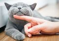 Kucing Beneran Punya 9 Nyawa? Ternyata Begini Penjelasan Ilmiahnya!