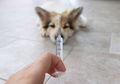 Antisipasi Rabies, KPKP DKI Jakarta Laksanakan Sosialisasi dan Vaksin Serentak