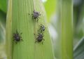 Nuerafarm: Memerangi Hama Tanaman dengan Artificial Intelligence