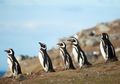 Ribuan Penguin Terdampar dan Tak Bisa Kembali ke Habitatnya, Mengapa?