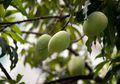 Minum Campuran Air dan Daun Mangga, Rasakan 6 Manfaat Menakjubkan Ini pada Tubuh!