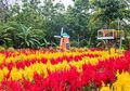 Klaten Punya Taman Bunga Seperti di Belanda