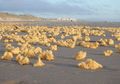 Layaknya Spongebob, Ribuan Spons Kuning Aneh Ini Tiba-tiba Muncul di Pesisir Pantai Hingga Membuat Orang Ketakutan!