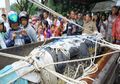 Fakta Baru Buaya Pemangsa Deasy Tuwo, Ternyata Tidak Berizin dan Dievakuasi Agar Tak Bahayakan Warga