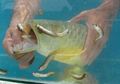 Beli Ikan Arwana dengan Harga Murah, Pria Ini Kaget Lihat Mulut Ikan Itu Tertutup, Dikira Sudah Mati Ternyata Isi Mulut Ikan Tersebut Langsung Membuatnya Kaya Mendadak