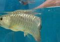 Takut Ikan Arwana yang Dibelinya Mati karena Mulutnya Tak Mau Terbuka, Setelah Dibuka Paksa Pria Ini Terkejut Melihat Isinya, Langsung Kaya Mendadak!
