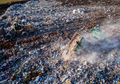 Ilmuwan Temukan Mikrob yang Bisa Mengurai Sampah Plastik, Seperti Apa?
