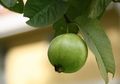 Nyesel Baru Tahu Sekarang, Terungkap Rutin Minum Air Rebusan Daun Jambu Biji Bisa Jadikan Tubuh Alami 5 Perubahan Tidak Terduga