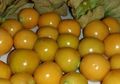 Udah Tau Buah Ceplukan? Dulu Dicampakkan, Sekarang Jadi buruan. Sekilo Rp 500 ribu
