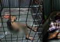 Pria Tua di Medan Dikerangkeng Anak Kandungnya dan Tidur Tanpa Pakaian, Ini yang Terjadi Sebenarnya Menurut si Anak