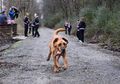 Ikut Lomba Lari Maraton 21 Kilometer, Anjing Bloodhound Ini Dapat Medali