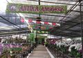 Ciptakan Rumah Asri dan Estetis dengan Tanaman Hias yang Paling Digemari Ini