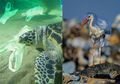 Plis Jangan Buang Sampah Sembarangan! Hewan Laut Menganggap Plastik Adalah Makanan Karena Bentuk dan Baunya Mirip