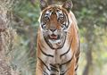 10 Tahun Lagi Harimau Bakal Punah? Duh, Jangan Sampai Terjadi!