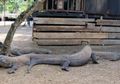 8 Fakta terkait Penutupan Taman Nasional Komodo Selama 1 Tahun, Kondisi Komodo Kurus dan Memprihatinkan